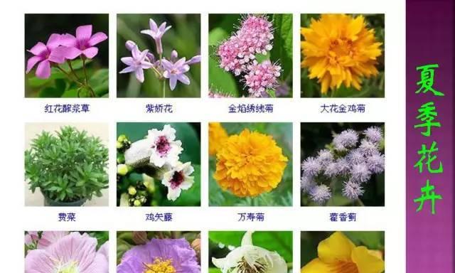 木槿花如何科学浇水（春夏秋冬四季不同）