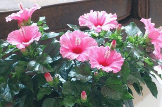 木槿花如何浇肥料（探讨木槿花最适宜的肥料以及浇水技巧）