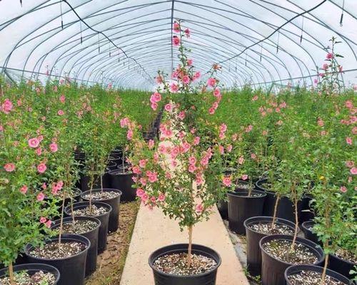 室内养木槿花可行吗？——探讨木槿花在家中的养护方法