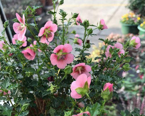 木槿花过冬攻略（木槿花怕冻吗）
