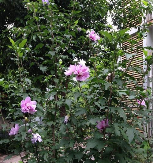 木槿花开花与凋谢期（探究木槿花开花和凋谢的周期与原因）