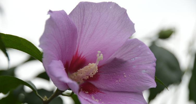 木槿花的颜色与特点（探秘木槿花的色彩奥秘）