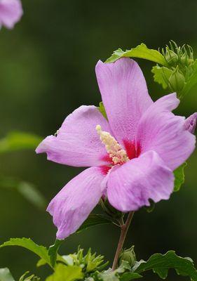 木槿花的妙用（美容养颜、治疗疾病）