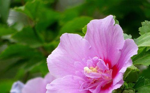 木槿花的花语与传说（又名洛阳花）