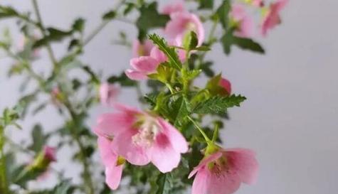 木槿开花时间（四季花木槿的花期及注意事项）
