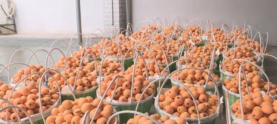 穆坞枇杷成熟季节的研究（探讨穆坞枇杷成熟时间）