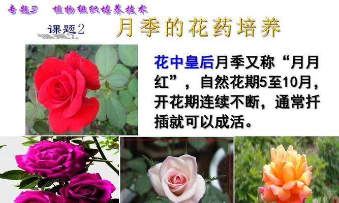 娜荷马月季的优缺点（一朵古老的月季花及其魅力）