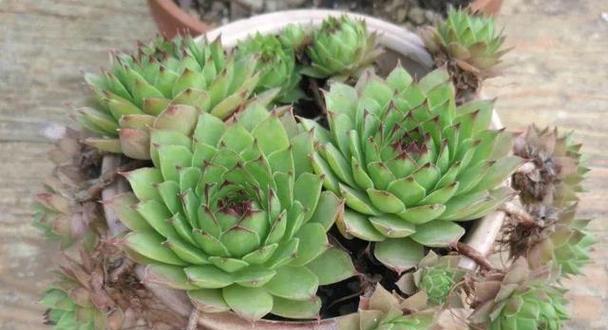 耐寒多肉植物的种类和养护方法（打造冬季花园的必备选择）