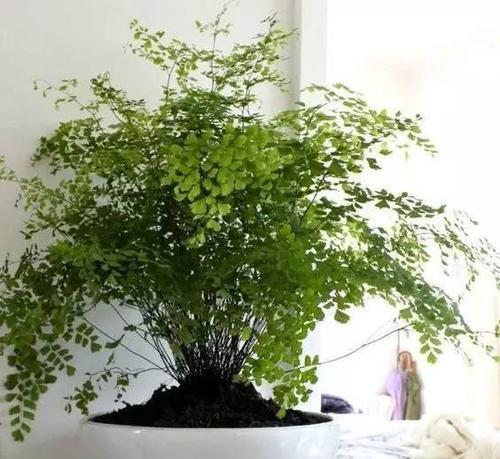 冬日里的室内绿色——耐寒植物（15种耐寒室内植物推荐）