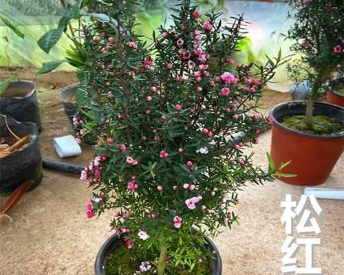 耐寒耐旱的室外花卉大（推荐15种耐寒耐旱的室外花卉）