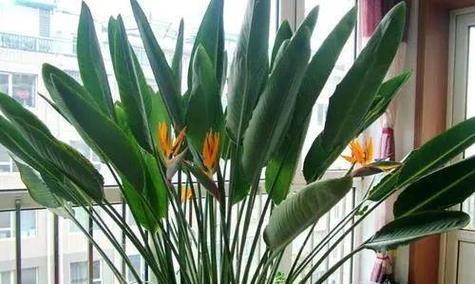 南方花卉种植指南：花海盛宴