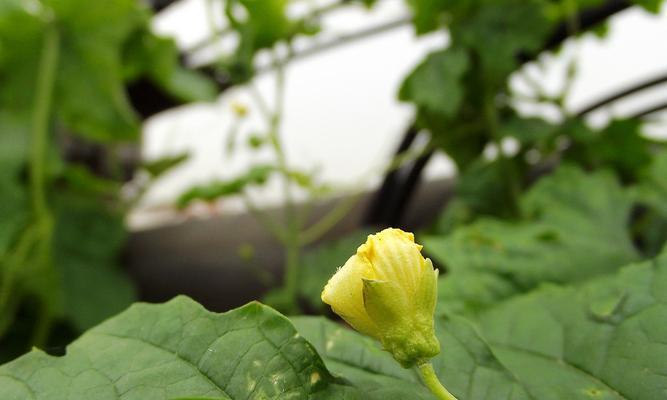 南瓜花是单性花还是双性花？剖析南瓜花的性别特征
