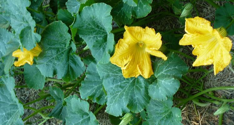 南瓜花到底是不是完全花（揭秘南瓜花的奥秘）