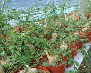 南瓜盆栽养护指南（南瓜盆栽的种植技巧与注意事项）