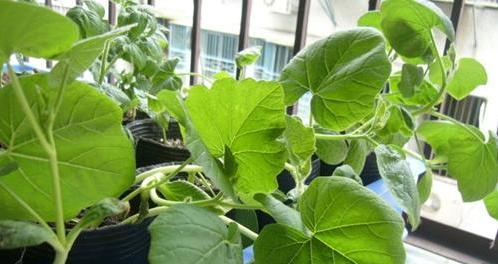 南瓜花盆栽种植全指南（南瓜花盆栽种植技巧及注意事项）