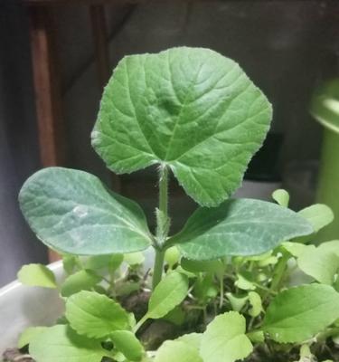 南瓜苗低温耐性研究（探索南瓜苗在多少度低温下能够存活并保持正常生长）