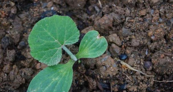 南瓜耐受低温的温度范围（解析南瓜在低温下的适应能力及其栽培技巧）