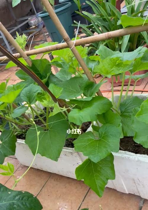 南瓜种植全攻略（最佳播种时间）
