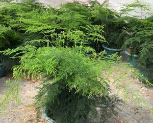 文竹的风水与寓意（解读文竹的吉祥之道）