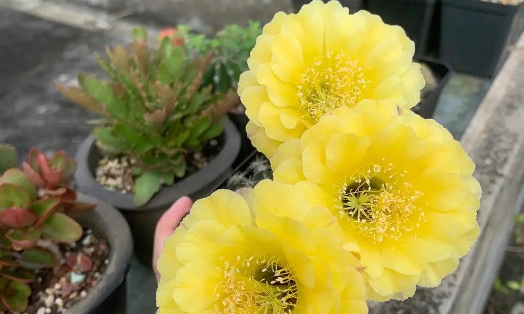 仙人球开花的寓意及意义（探索仙人球开花的美丽与象征）