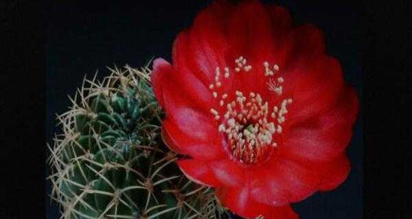 探寻仙人掌花语之神秘与美丽（揭开仙人掌花语的奥秘）