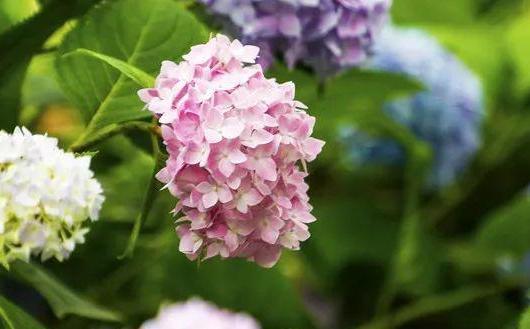 绣球花的花语与意义（细数绣球花的花语）