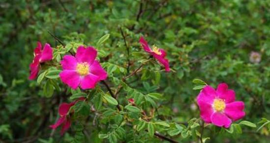 野蔷薇花语与代表意义（解读野蔷薇花的15种含义）