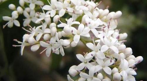 以夜来香的花语与美丽的故事（透过花语探寻以夜来香的神秘魅力）
