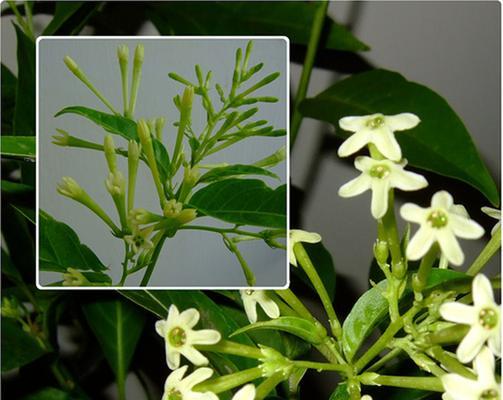 夜来香花语之美（探寻夜来香花语的神秘力量与深邃内涵）