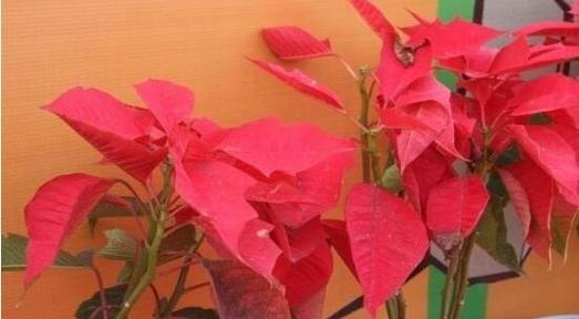 一品红花语之美——传递爱与希望的花朵（探寻一品红花语）