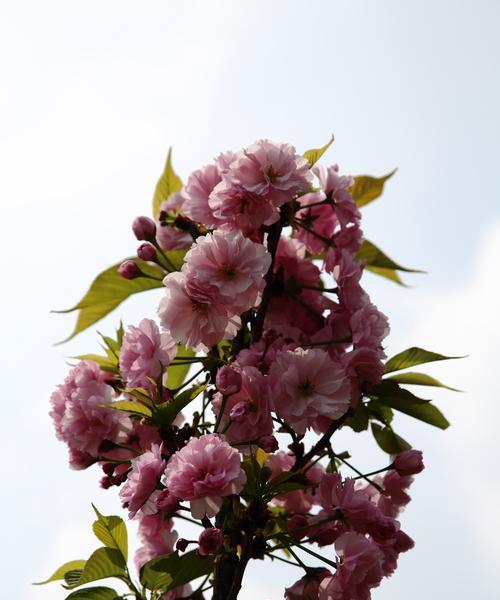 樱花之美（春日梦幻般的花海）