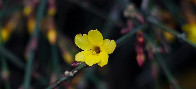 迎春花，寓意春意盎然（以迎春花的花语解读春天的希望与期盼）