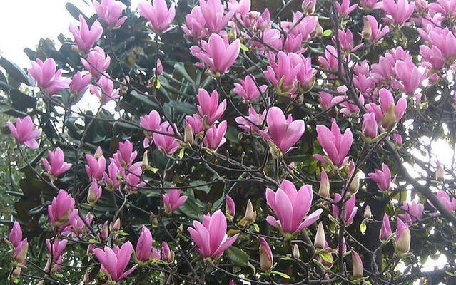 玉兰花的象征意义及寓意（探究玉兰花在文化中的重要地位与象征意义）