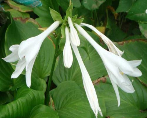 以玉簪花寓意是什么（探索玉簪花的象征意义与文化传承）
