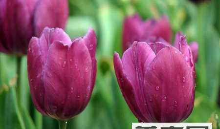 郁金香花语与寓意（用花语倾诉情感）