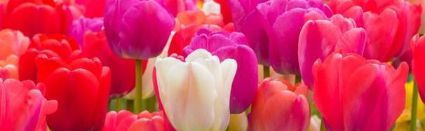 郁金香花语的深刻寓意（探索郁金香的花语之美）