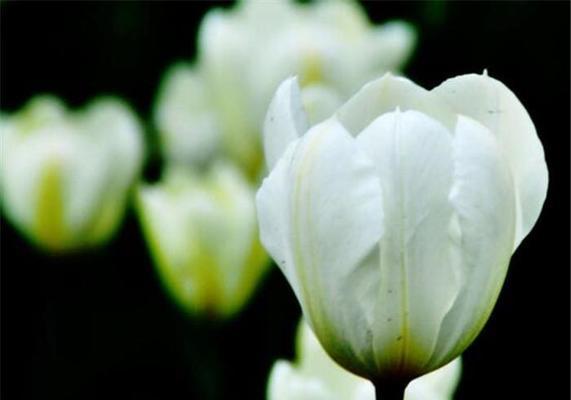 紫色郁金香花语与寓意（探索紫色郁金香的深层含义及象征意义）