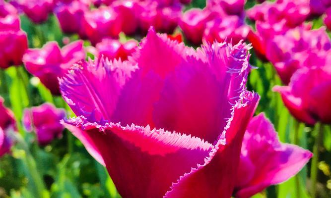 郁金香花语与寓意（探索郁金香的意义和象征）