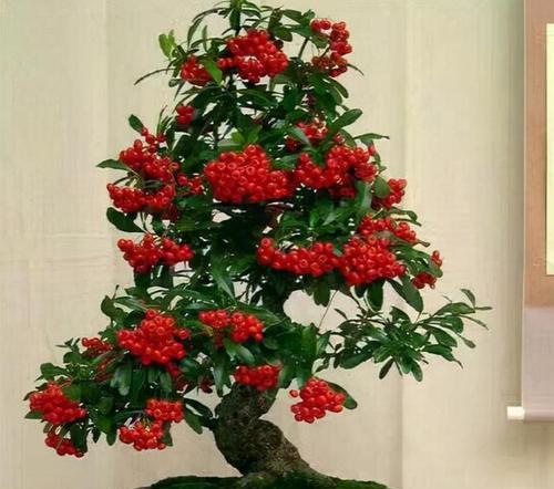 美好寓意的植物名字（以植物的寓意为主题）
