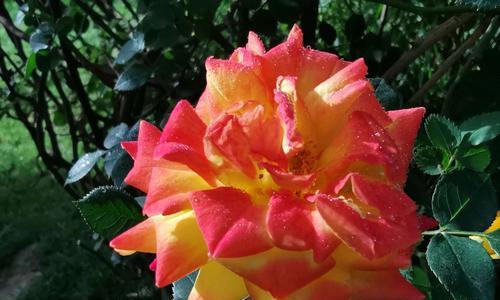 月季花的意义与象征（探寻月季花的文化内涵与神秘力量）
