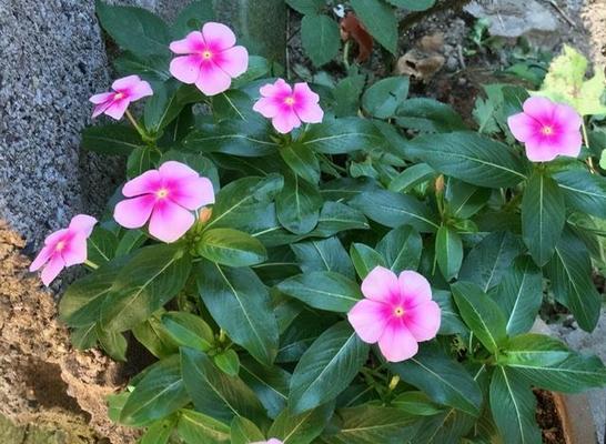 长春花（激励人们勇敢追求自由的长春花开放之美）