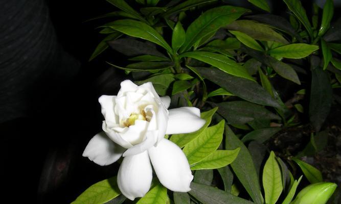栀子花神话故事（探寻栀子花背后的深层花语之谜）