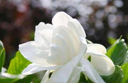 栀子花的寓意和象征意义（探索栀子花的文化内涵与美学价值）