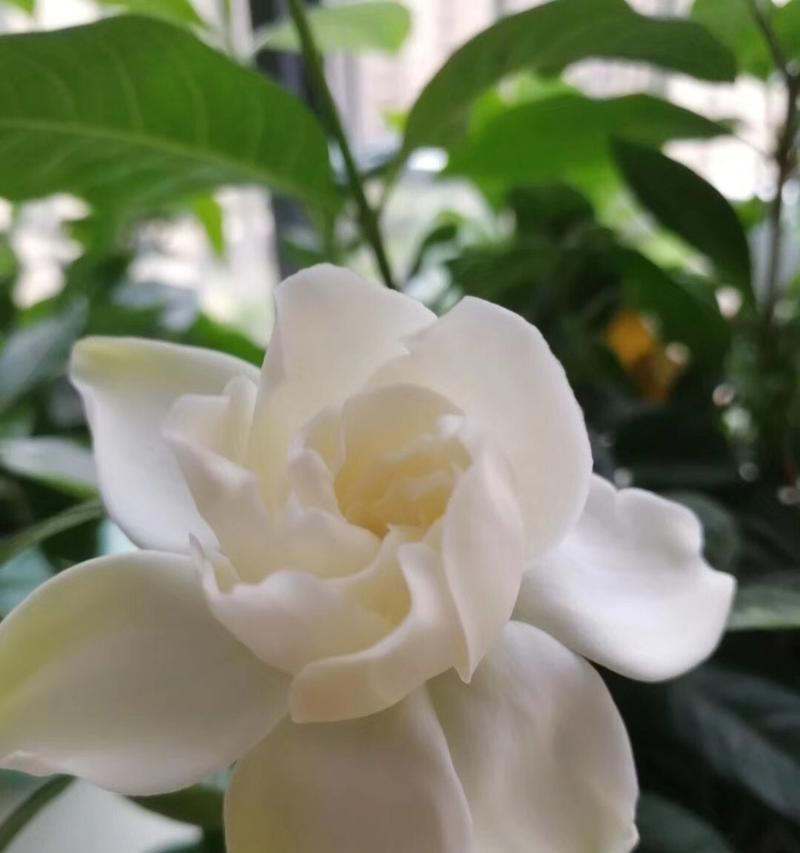 以栀子花的寓意送给合适的人（传递美好祝福的花束——以栀子花的花语为线索）
