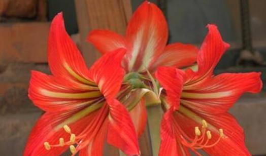朱顶红花语之美——揭示花色与花语的奥秘（花色绽放人生情）