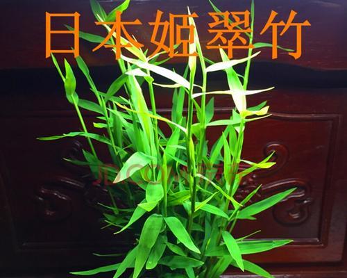 竹子的特点与象征意义（生生不息的竹子）