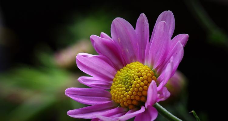 紫色雏菊的花语与意义（传递希望和祝福的紫色雏菊）
