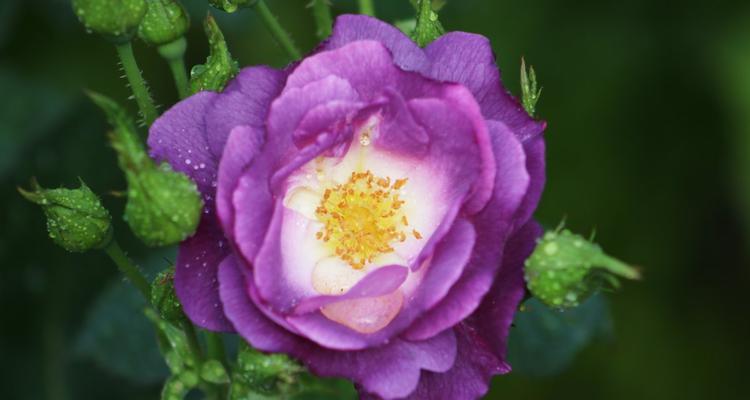 紫色玫瑰的花语与象征意义（玫瑰花中的紫色世界）