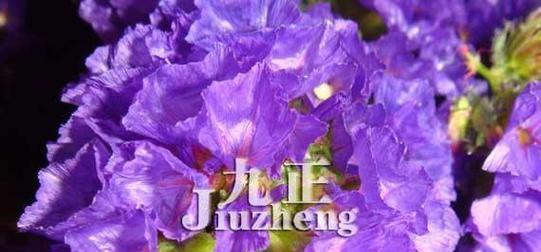 紫色矢车菊的花语（探寻紫色矢车菊的花语与象征意义）