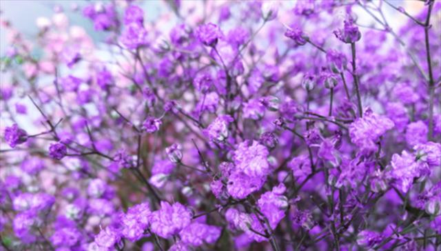 紫色小雏菊（探索紫色小雏菊的花语与寓意）